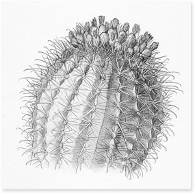 A hand sketch of a close up cactus.